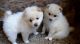 Pomeranian Puppies for sale in Ocala, FL, USA. price: NA