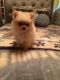 Pomeranian Puppies for sale in Provo, UT, USA. price: $300