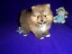 Pomeranian Puppies for sale in Daly City, CA, USA. price: $400