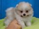 Pomeranian Puppies for sale in Bedford, IN 47421, USA. price: NA