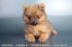 Pomeranian Puppies for sale in Oceanside, CA, USA. price: NA