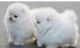 Pomeranian Puppies for sale in Gresham, OR, USA. price: NA
