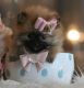 Pomeranian Puppies for sale in Oakland Park, FL, USA. price: NA