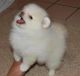 Pomeranian Puppies for sale in Tennessee, USA. price: NA