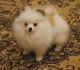 Pomeranian Puppies for sale in Miramar, FL, USA. price: NA