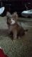 Pomeranian Puppies for sale in Morristown, TN, USA. price: NA