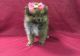 Pomeranian Puppies for sale in Essex, VT, USA. price: NA