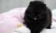 Pomeranian Puppies for sale in Antioch, CA, USA. price: NA