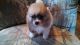 Pomeranian Puppies for sale in Waupaca, WI 54981, USA. price: $425
