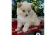 Pomeranian Puppies for sale in Waterbury, CT, USA. price: NA