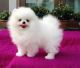 Pomeranian Puppies for sale in Pembroke Pines, FL, USA. price: NA