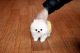Pomeranian Puppies for sale in Armstrong, IA 50514, USA. price: NA