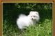 Pomeranian Puppies for sale in Clearwater, FL, USA. price: $200