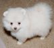 Pomeranian Puppies for sale in Tallahassee, FL, USA. price: NA