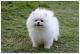 Pomeranian Puppies for sale in Arapahoe, WY, USA. price: NA