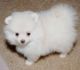 Pomeranian Puppies for sale in Wamsutter, WY 82336, USA. price: NA