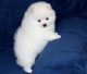 Pomeranian Puppies for sale in Cowley, WY, USA. price: NA