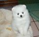 Pomeranian Puppies for sale in Worland, WY 82401, USA. price: NA