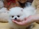 Pomeranian Puppies for sale in Douglas, WY 82633, USA. price: $400
