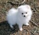 Pomeranian Puppies for sale in Evanston, WY 82930, USA. price: $400