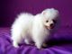 Pomeranian Puppies for sale in Byron, WY 82412, USA. price: NA