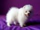 Pomeranian Puppies for sale in Yoder, WY 82244, USA. price: NA