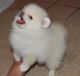 Pomeranian Puppies for sale in Baggs, WY 82321, USA. price: NA