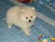 Pomeranian Puppies for sale in Port St Lucie, FL, USA. price: $400