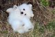 Pomeranian Puppies for sale in Port St Lucie, FL, USA. price: $400