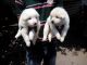 Pomeranian Puppies for sale in Mumbai, Maharashtra, India. price: 7500 INR