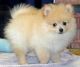 Pomeranian Puppies for sale in Reno, NV, USA. price: $250