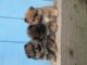 Pomeranian Puppies for sale in Kent, WA, USA. price: NA