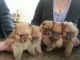 Pomeranian Puppies for sale in Addison, AL 35540, USA. price: NA