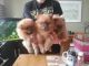 Pomeranian Puppies for sale in Brewton, AL 36426, USA. price: NA