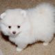Pomeranian Puppies for sale in Orange, CA, USA. price: NA