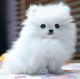 Pomeranian Puppies for sale in St. Louis, MO, USA. price: NA