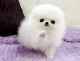 Pomeranian Puppies for sale in Fayette, MO 65248, USA. price: NA