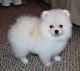 Pomeranian Puppies for sale in Richmond, CA, USA. price: NA