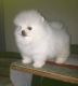 Pomeranian Puppies for sale in Surprise, AZ, USA. price: NA