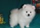 Pomeranian Puppies for sale in Daly City, CA, USA. price: $200