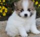 Pomeranian Puppies for sale in Mound Valley, KS 67354, USA. price: NA