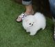 Pomeranian Puppies for sale in Barrackville, WV, USA. price: NA