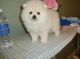 Pomeranian Puppies for sale in Bellows Falls, Town of Rockingham, VT 05101, USA. price: NA