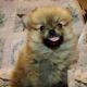 Pomeranian Puppies for sale in Minerva, OH 44657, USA. price: NA