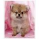 Pomeranian Puppies for sale in Athens, GA, USA. price: NA