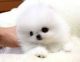 Pomeranian Puppies for sale in Bear, DE, USA. price: NA