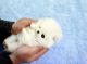 Pomeranian Puppies for sale in Fremont, CA, USA. price: NA