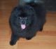 Pomeranian Puppies for sale in Sandy Hook, KY 41171, USA. price: NA