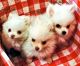 Pomeranian Puppies for sale in Murrieta, CA, USA. price: NA