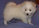 Pomeranian Puppies for sale in Albion, ID 83311, USA. price: NA